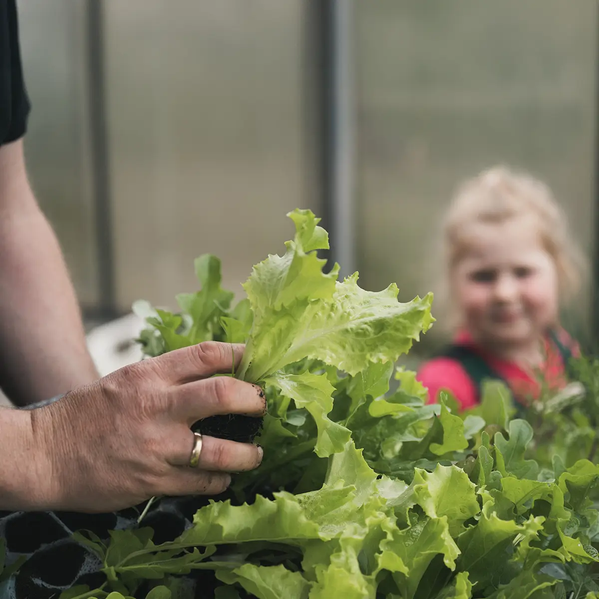 Hand hält frisch geernteten Salat aus biologischem Anbau, während ein Kind im Hintergrund die Gärtnerei in Riedering besucht.